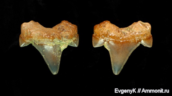 Саратов, Cretalamna, зубы акул, Cretalamna appendiculata, Саратовская область, кампан, Campanian, shark teeth