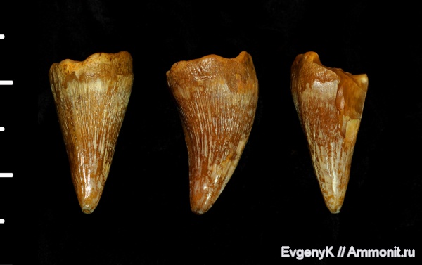 мозазавры, Саратов, Саратовская область, зубы рептилий