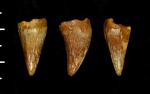 Зуб мозазавра