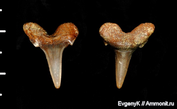 Саратов, сеноман, зубы акул, Саратовская область, Cenomanian, shark teeth