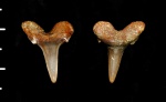 Зуб неопределенной сеноманской акулы