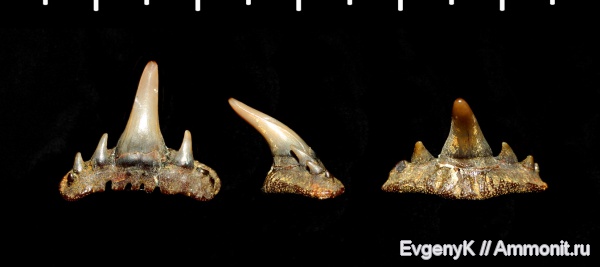 Саратов, сеноман, зубы акул, Paraorthacodus, Саратовская область, Synechodontiformes, Cenomanian, shark teeth