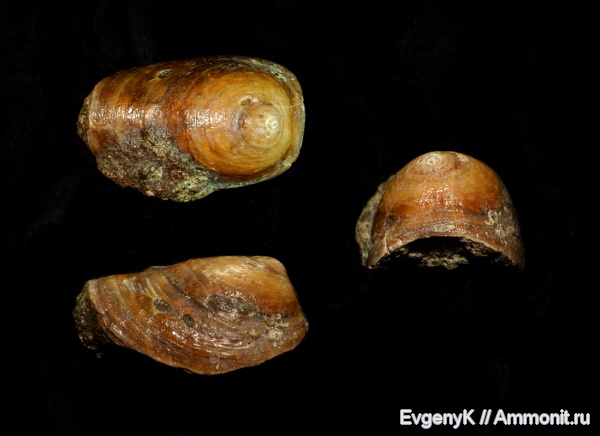 Саратов, Саратовская область, кампан, маринакулаты, Lauturria, Lauturria lauta, Campanian