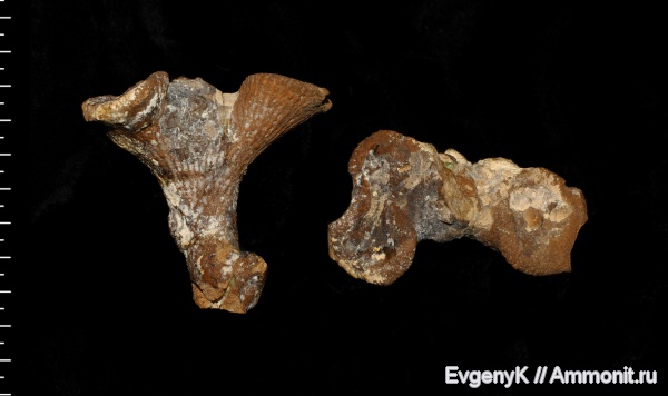 губки, Саратов, Саратовская область, сантон, Paracraticularia, Paracraticularia fittoni, Santonian