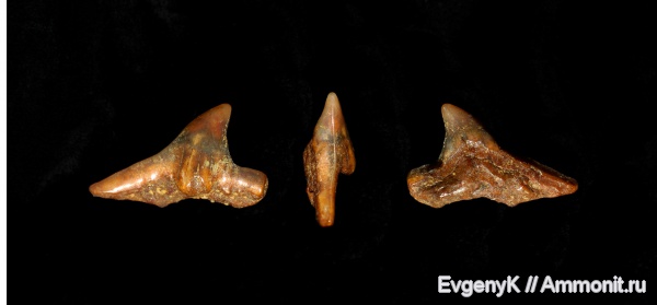 Саратов, сеноман, зубы акул, Саратовская область, Cenomanian, shark teeth