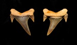 Неопределенный зуб акулы из сеномана