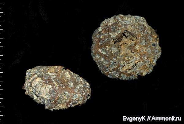 губки, Саратов, Саратовская область, Etheridgea, Etheridgea munsteri