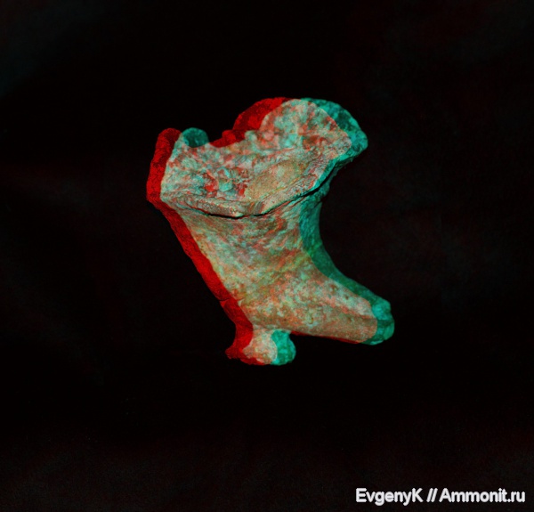 губки, Саратов, Саратовская область, 3D-изображения, сантон, Sestrocladia, Santonian