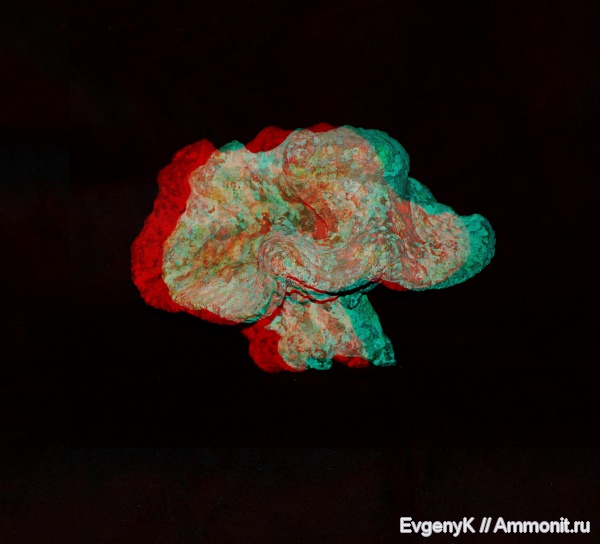 губки, Саратов, Саратовская область, 3D-изображения, Pleuropyge triloba, Pleuropyge