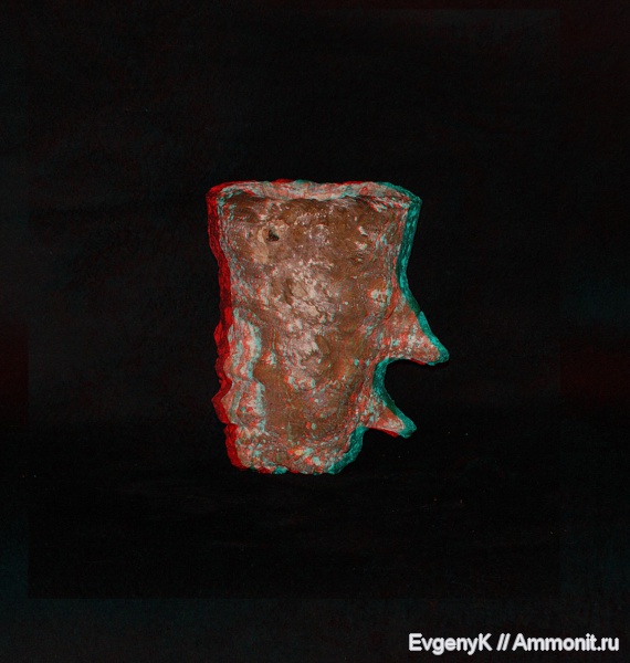 губки, Саратов, Саратовская область, 3D-изображения, сантон, Microblastium, Microblastium spinosum, Santonian