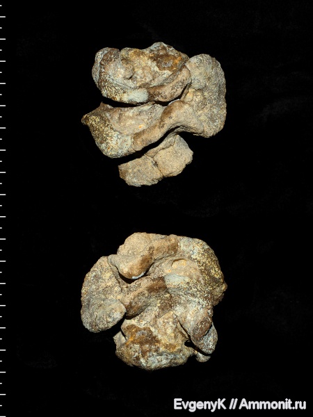 губки, Саратов, Саратовская область, сантон, Polyscyphia, Santonian