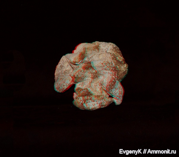 губки, Саратов, Саратовская область, 3D-изображения, сантон, Polyscyphia, Santonian