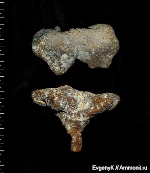 губки, Саратов, Саратовская область, сантон, Seliscothon, Santonian