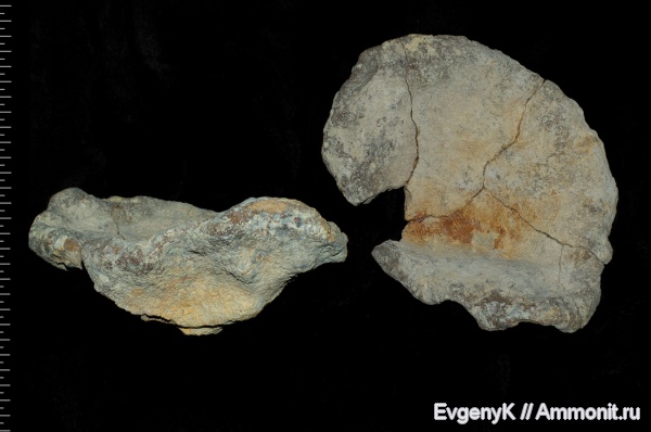 губки, Саратов, Саратовская область, сантон, Demospongia, Pachycothon, Santonian