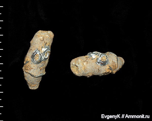 юра, губки, Крым, Peronidella, Jurassic