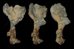 Pachycothon giganteum - полный скелет
