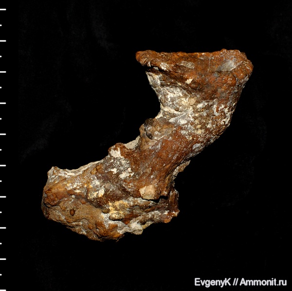 губки, Саратов, Саратовская область, сантон, Sororistirps, Sororistirps radiatum, Santonian