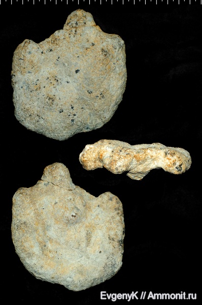 губки, Саратов, Саратовская область, сантон, Santonian