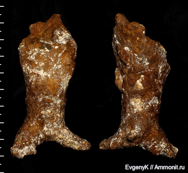 губки, Саратов, Саратовская область, сантон, Sororistirps, Sororistirps radiatum, Santonian