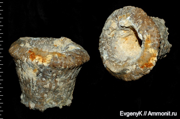 губки, Саратов, Саратовская область, сантон, Cephalites, Ortodiscus, cephalites (Ortodiscus) cevelitum, Santonian