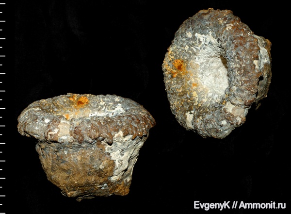 губки, Саратов, Саратовская область, сантон, Cephalites, Ortodiscus, Cephalites (Ortodiscus) uvekensis, Santonian