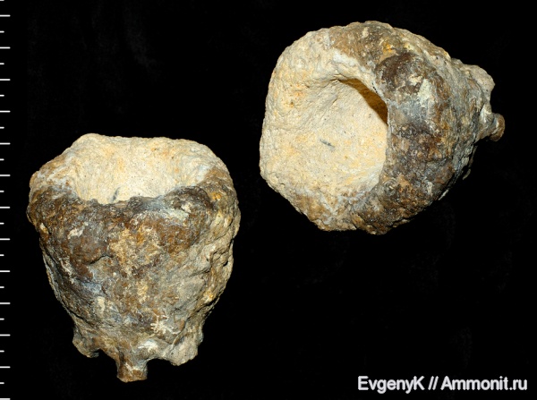 губки, Саратов, Саратовская область, сантон, Cephalites, Cephalites dubius, Santonian