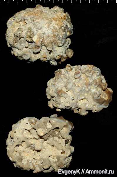 губки, Саратов, Саратовская область, сантон, Labyrintolites, Santonian