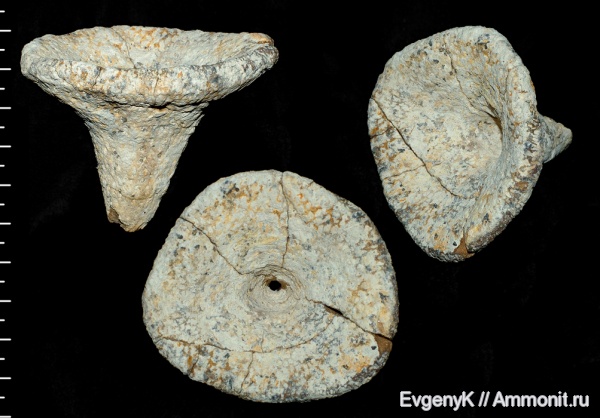 губки, Саратов, Саратовская область, Ventriculites, сантон, Ventriculites ocreaceus, Santonian