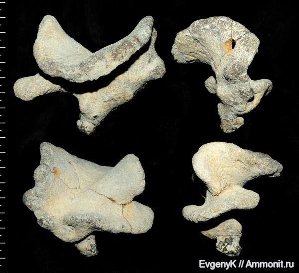 губки, Саратов, Саратовская область, сантон, Pachycothon, Santonian