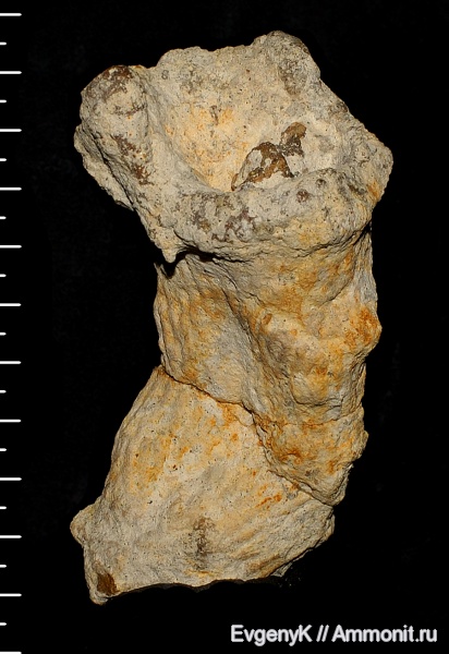 губки, Саратов, Саратовская область, 3D-изображения, сантон, Sororistirps, Sororistirps radiatum, Santonian