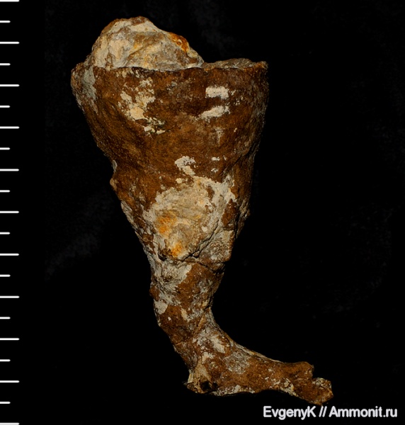 губки, Саратов, Саратовская область, 3D-изображения, сантон, Sporadoscinia, Sporadoscinia stellata, Santonian