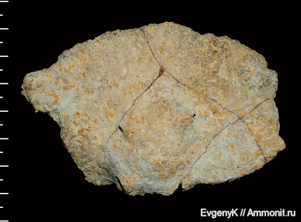 губки, Саратов, Саратовская область, 3D-изображения, сантон, Lepidospongia, Santonian