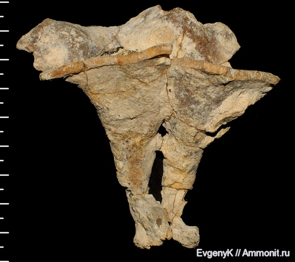 Губки - автономии