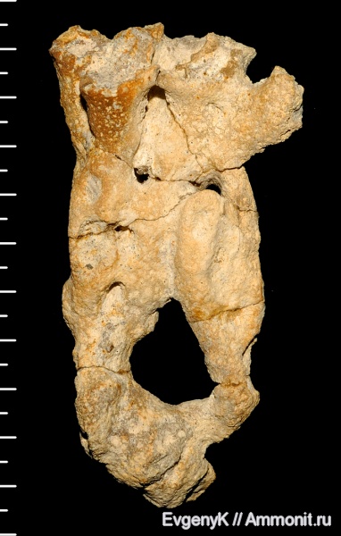 губки, Саратов, Саратовская область, 3D-изображения, сантон, Leptophragmidae, Santonian