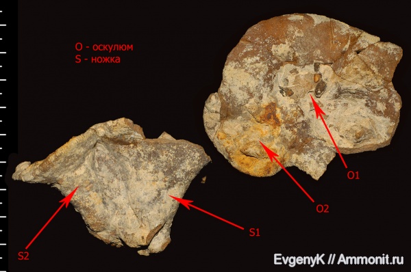 губки, Саратов, Саратовская область, 3D-изображения, сантон, Napaeana, Napaeana striata, первичная автономия, Santonian