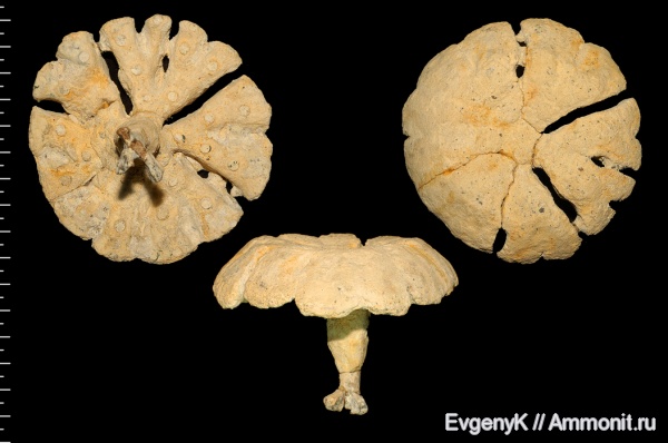 губки, Саратов, Саратовская область, 3D-изображения, сантон, Foliscyphia, Foliscyphia disciplana, Santonian