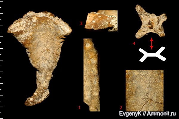 губки, Саратов, Саратовская область, 3D-изображения, сантон, Guettardiscyphia, Guettardiscyphia distarilobata, Santonian