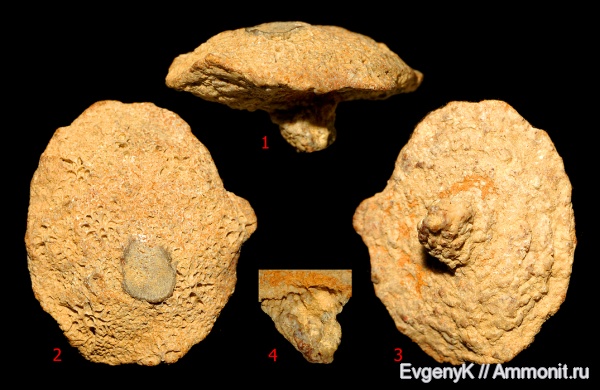 губки, оксфорд, Крым, 3D-изображения, Oxfordian