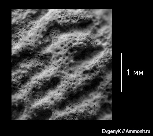губки, Саратов, Саратовская область, сантон, Napaeana, спикульная решетка, Santonian