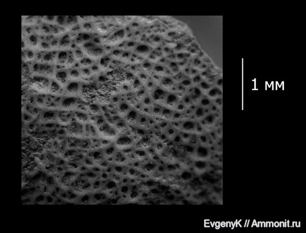 губки, Саратов, Саратовская область, сантон, Troegerella, спикульная решетка, Santonian
