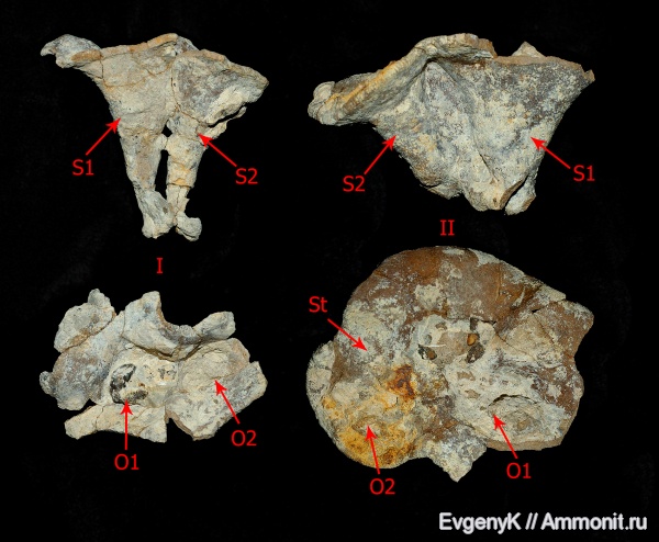 губки, Саратов, Саратовская область, сантон, Napaeana, Napaeana striata, Napaeana absoluta, первичная автономия, Santonian