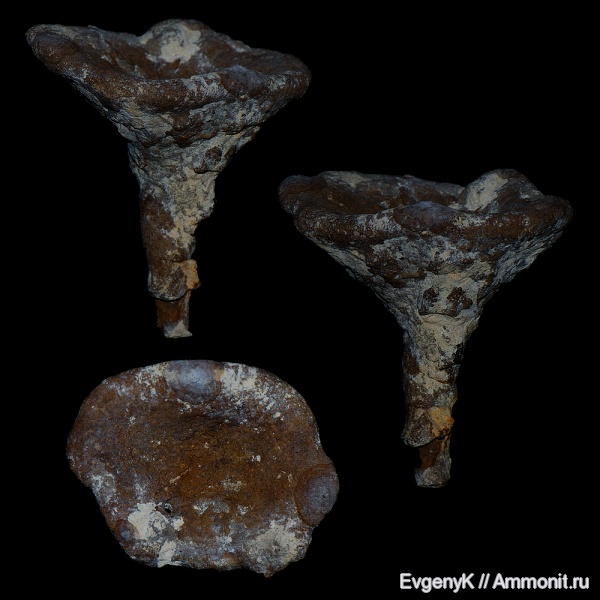 губки, Саратов, Саратовская область, сантон, Seliscothon, Santonian