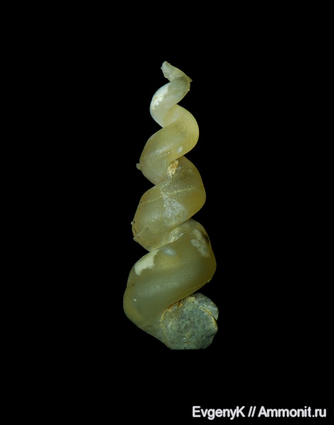 гастроподы, Gastropoda, халцедон