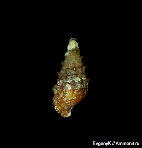 гастроподы, Gastropoda, халцедон, chalcedony