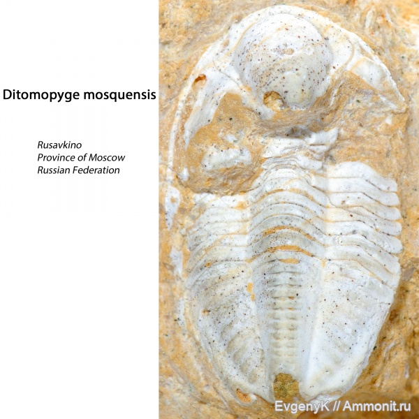 трилобиты, Ditomopyge, Trilobites, Ditomopyge mosquensis
