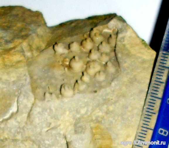 мезозой, верхний мел, Upper Cretaceous