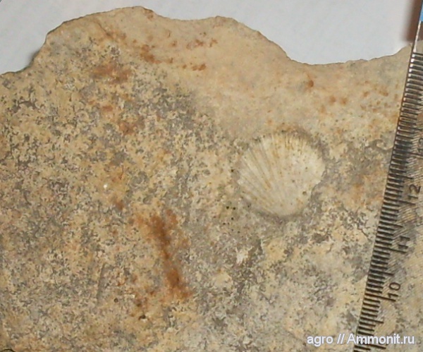 мел, двустворчатые моллюски, Cretaceous