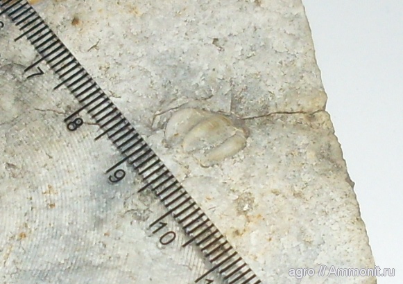 брахиоподы, мезозой, верхний мел, Житомирская область, Upper Cretaceous