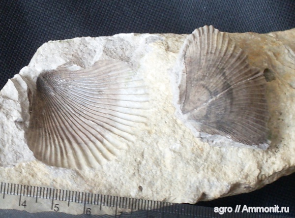 мел, мезозой, двустворчатые моллюски, Житомирская область, Cretaceous
