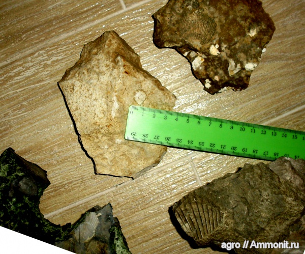 мезозой, двустворчатые моллюски, верхний мел, Pectinidae, Житомирская область, Upper Cretaceous